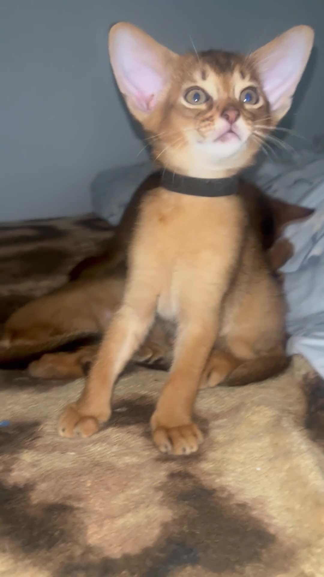 Abyssinian cats for sale: Adorable Abyssinian kittens - Video 1