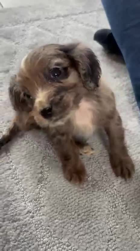 Cocker Spaniel dogs for sale: COCKER SPANIEL PUPS  ( SOLD ) - Video 2