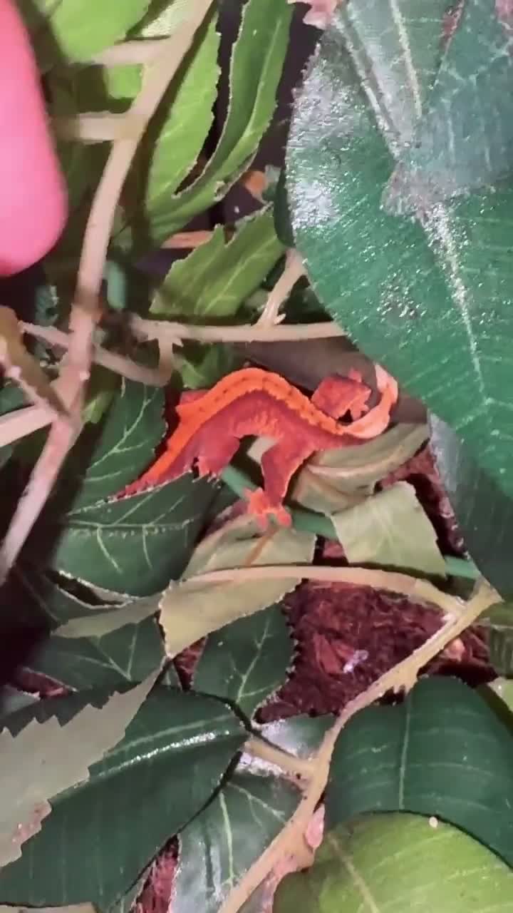 Gecko reptiles for sale: Ackie monitor and crested geckos - Video 1
