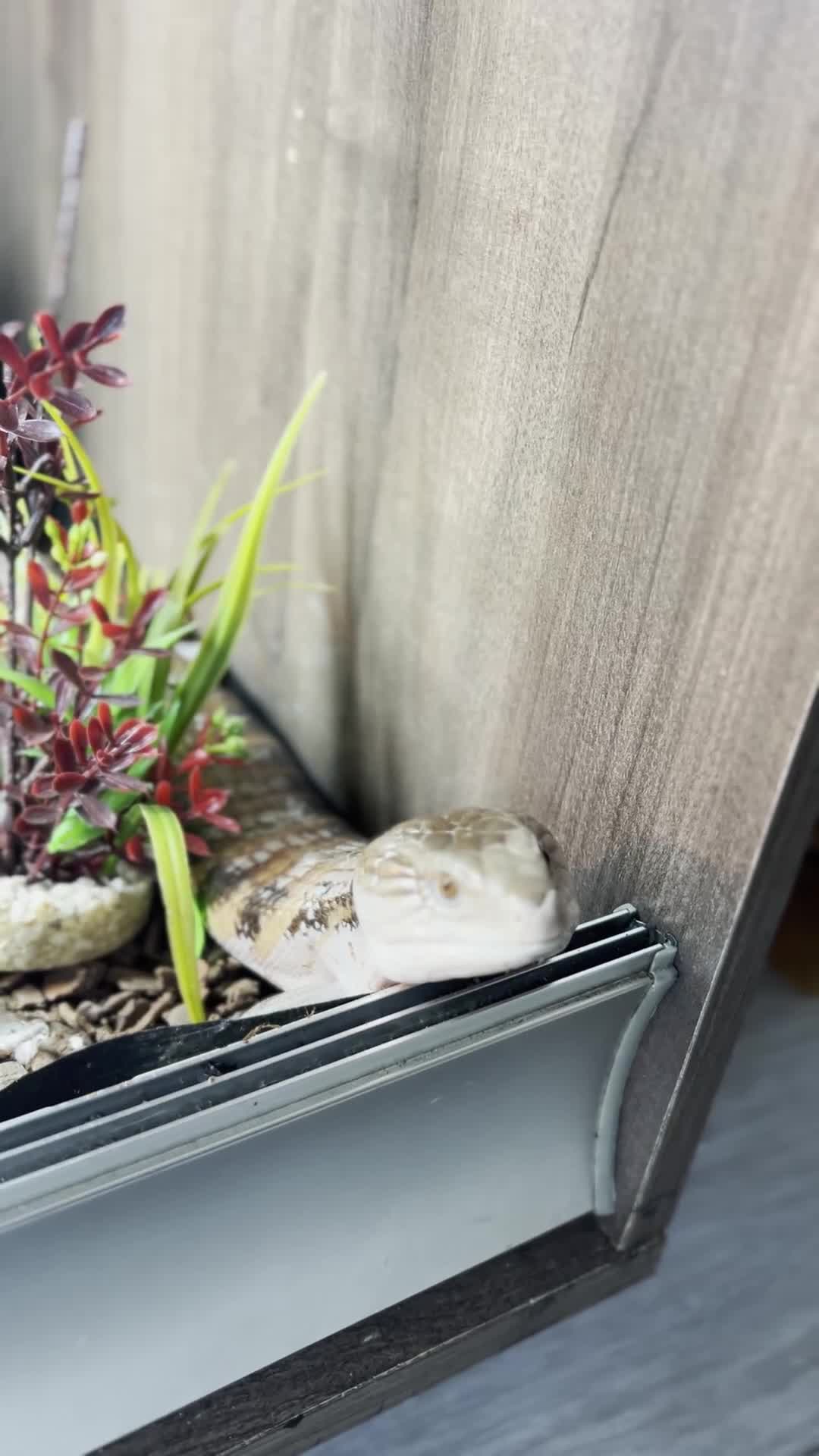 Skink reptiles for sale: Friendly Northern Blue Tongue Skink with 4ft Viv  - Video 5