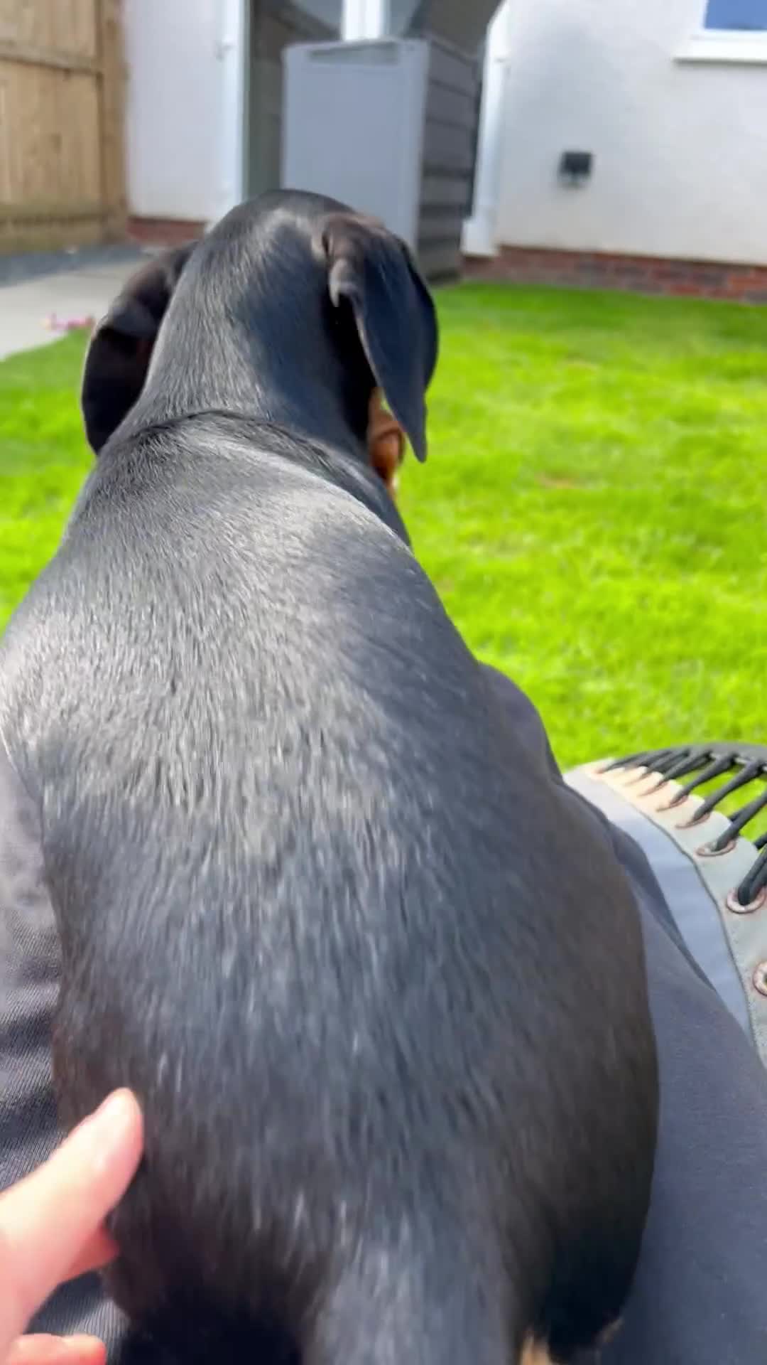 Miniature Dachshund dogs for sale: Mini Dachshund (female) - Video 1