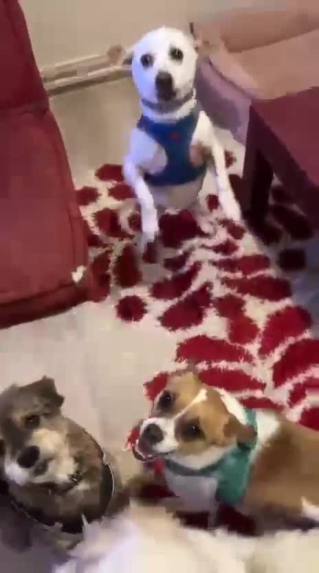 Miniature Pinscher dogs for adoption: Rescued Pinscher Girl is Ready to Adopt!  - Video 1