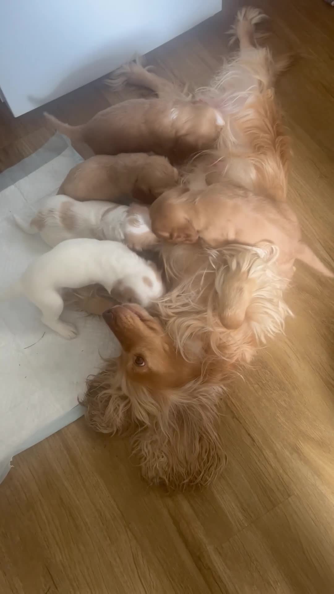 Cocker Spaniel dogs for sale: English Show type cocker spaniels  in Peterborough - Video 1