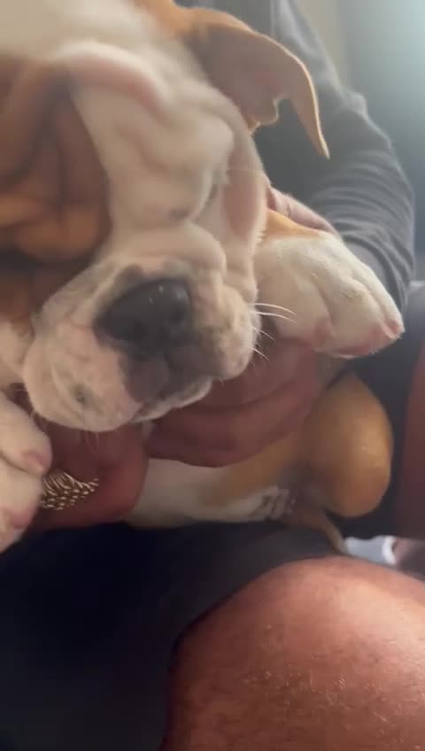English Bulldog dogs for sale: English bulldog puppies kc reg  - Video 5