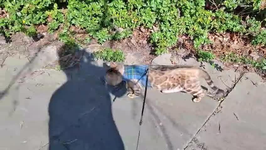 Bengal cats for sale: Snow Bengal Kittens, TICA Registered Pet only! - Video 3