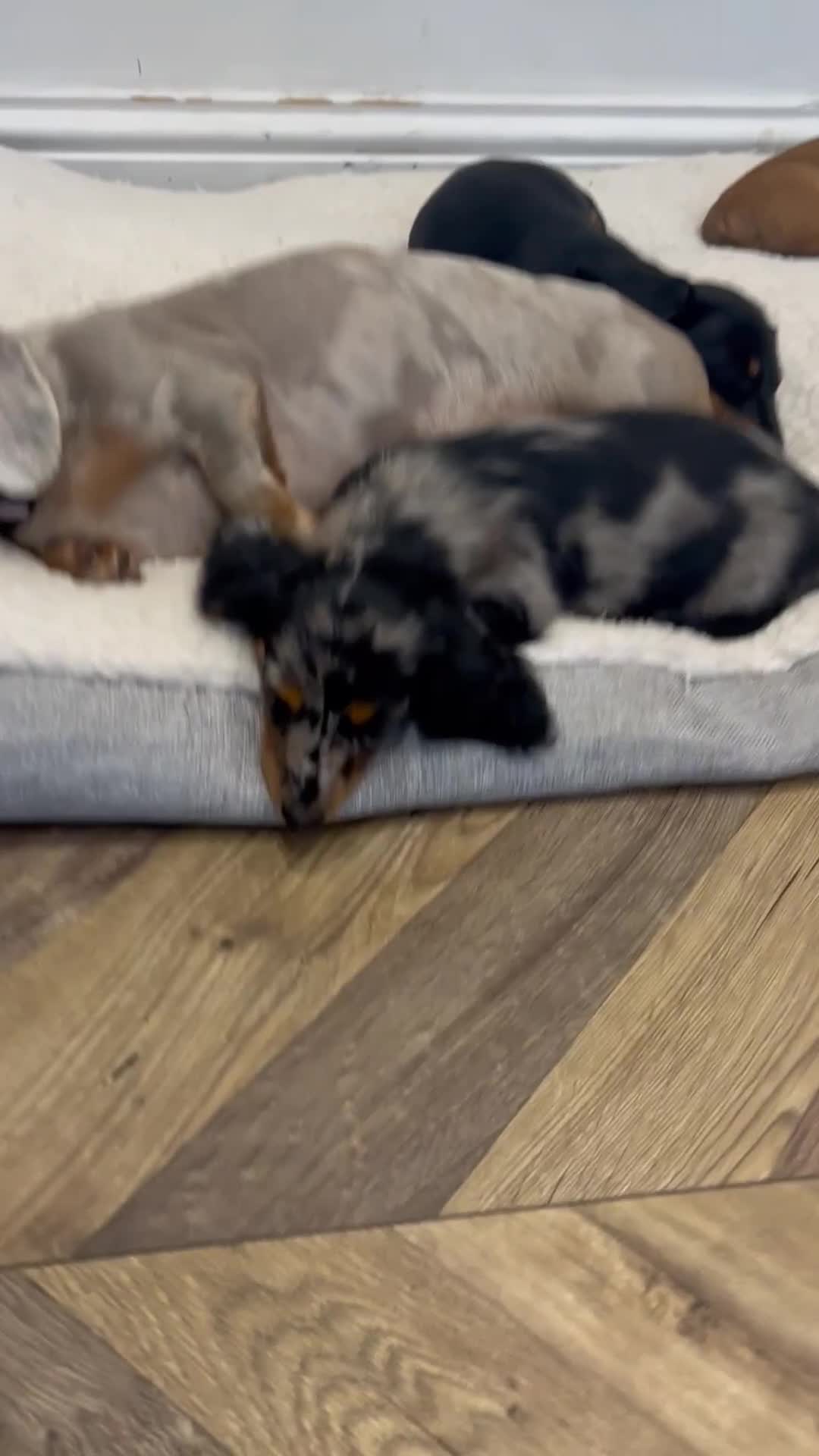 Miniature Dachshund dogs for sale: 🐾 PRICE REDUCED Beautiful miniature dachshunds  - Video 1