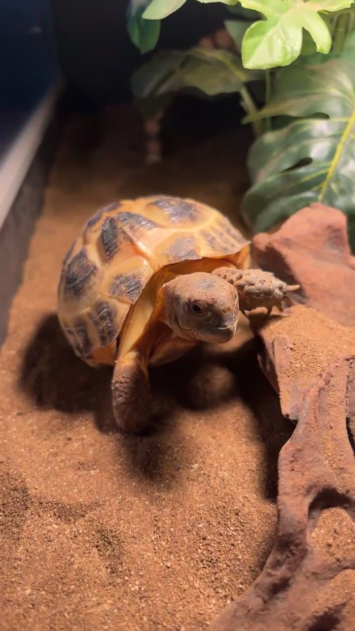 Tortoise reptiles for sale: Horse field tortoises  - Video 1