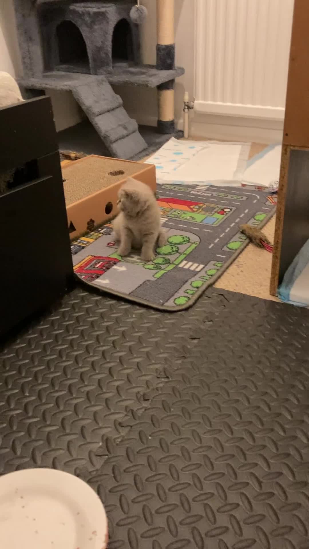 British Shorthair cats for sale: Gorgeous Lilac BSH Kittens Ready 28 June in Hemel Hempstead - Video 2