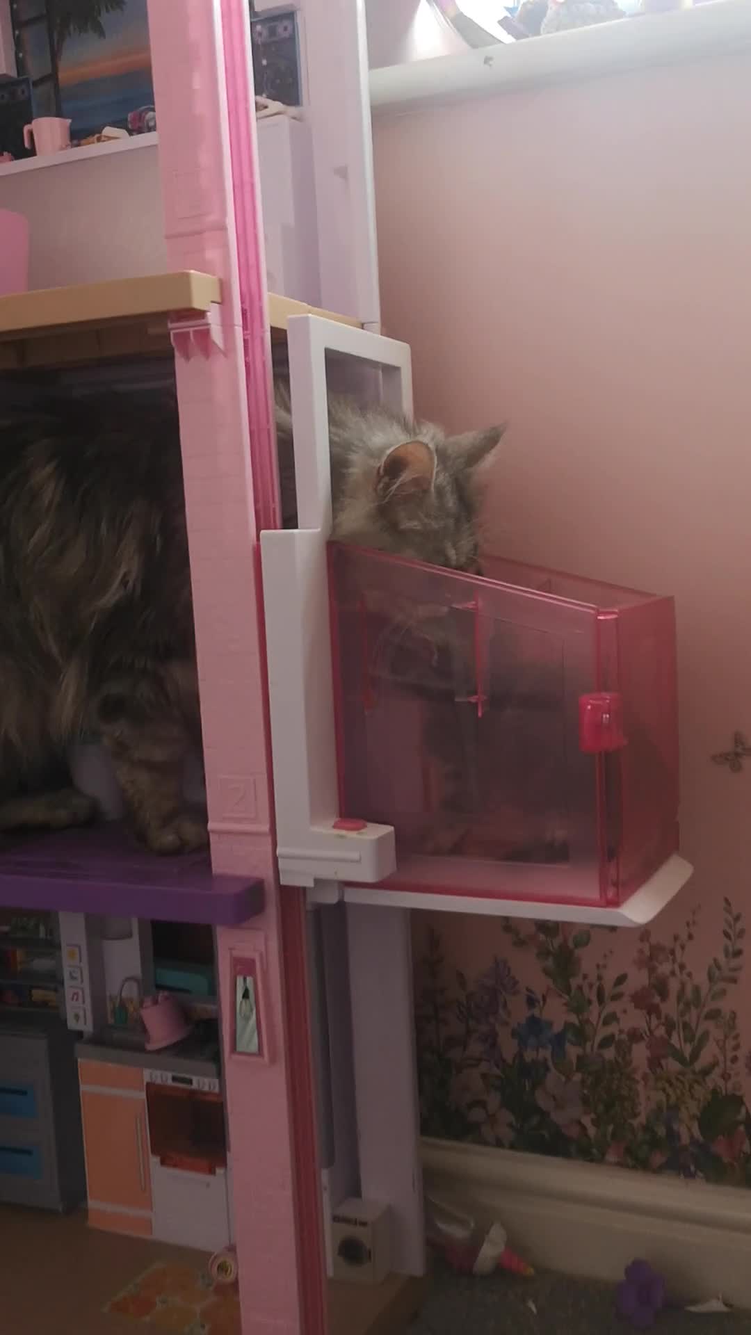 Maine Coon cats for sale: Maine Coon Kittens Parents Fully Health Tested - Video 2