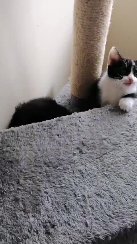 Mixed Breed cats for sale: Kitten - Video 2