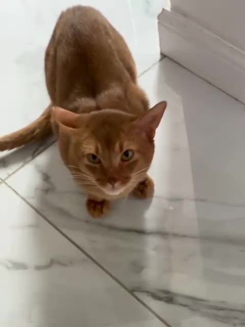 Abyssinian cats for sale: Beautiful Abyssinian female kittens  - Video 1