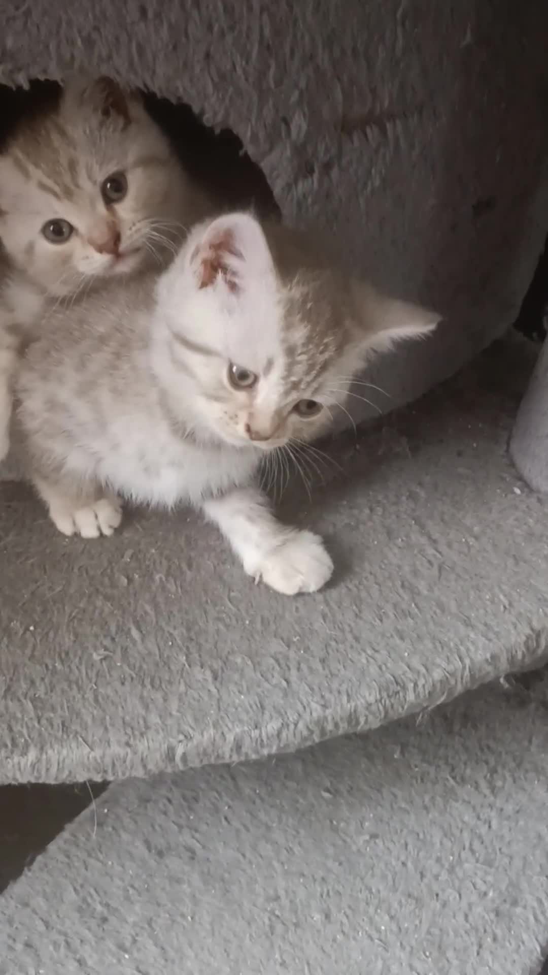 British Shorthair cats for sale: British short hair lilac kittens - Video 3