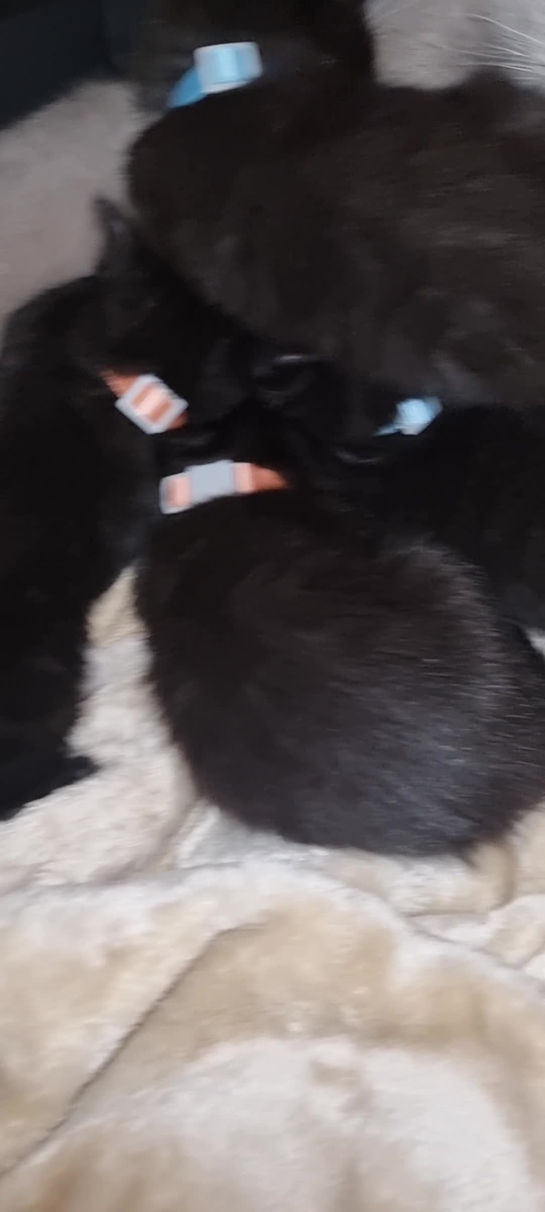 British Shorthair cats for sale: Beautiful British short hair cross kittens - Video 1