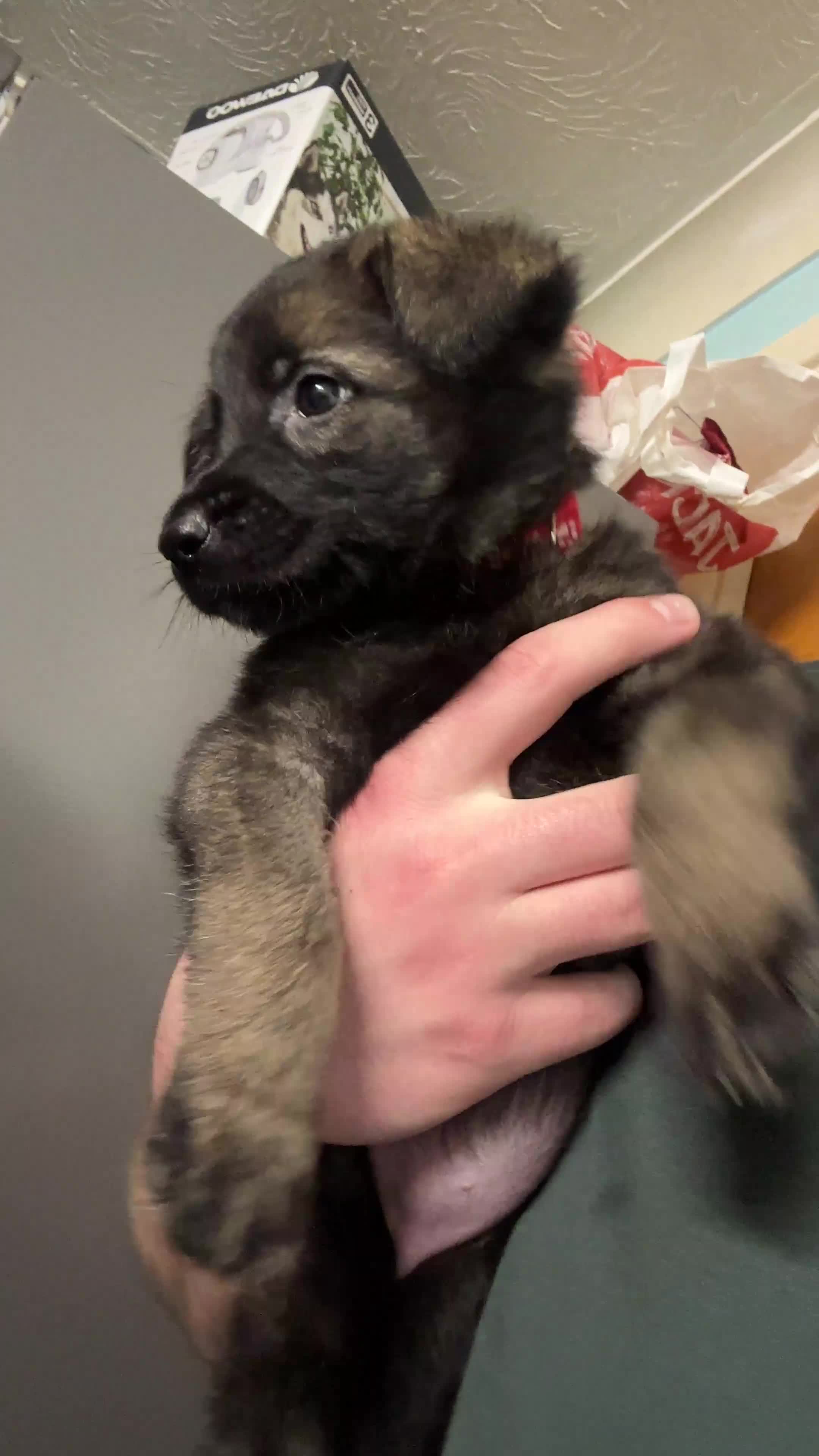 Mixed Breed dogs for sale: GSP x5 Available 27th Feb.  - Video 4