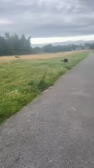 German Shepherd dogs for sale: Girl German shepherd luna - Video 2