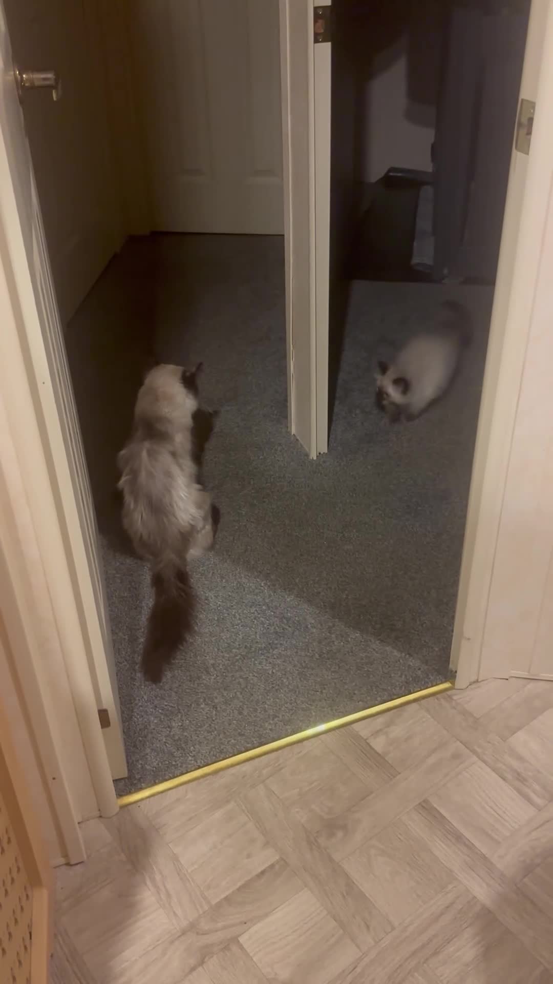 Ragdoll cats for sale: Ragdols  - Video 3