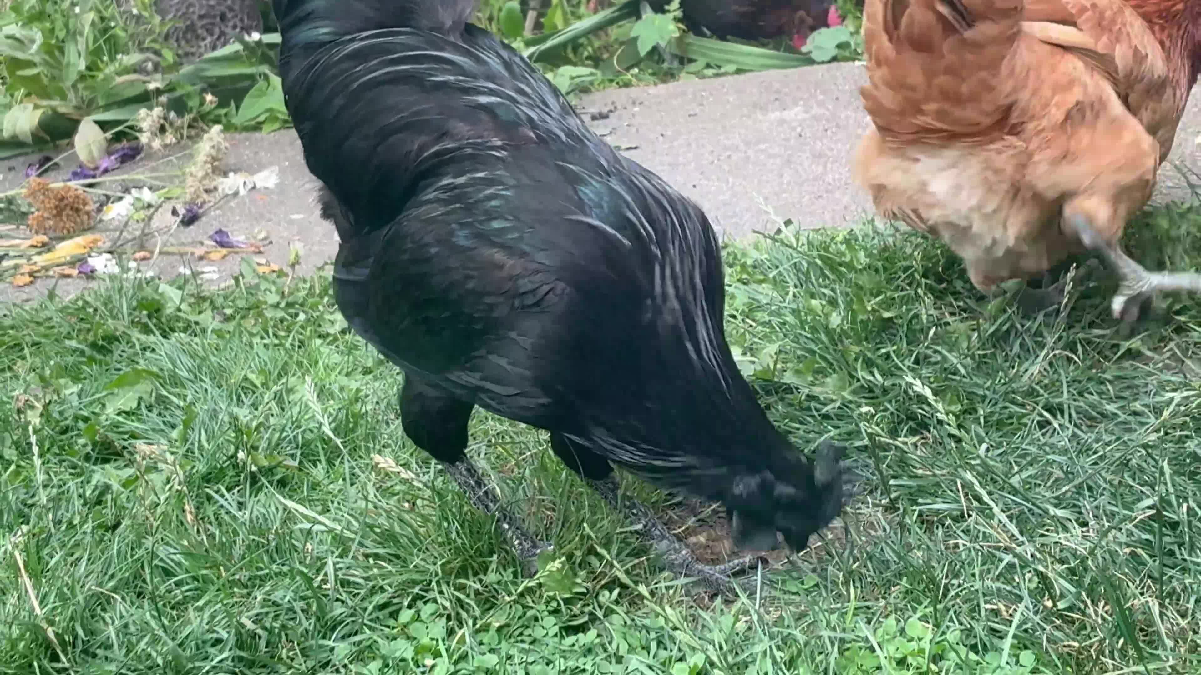 Chickens poultry for sale: Ayam Cemani Male Cockerel 6 month old  - Video 1