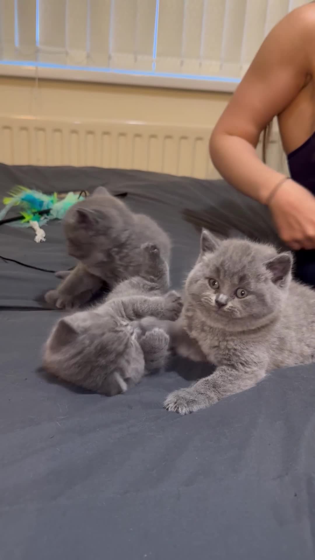 British Shorthair cats for sale: British shorthair lilac and blue - Video 3