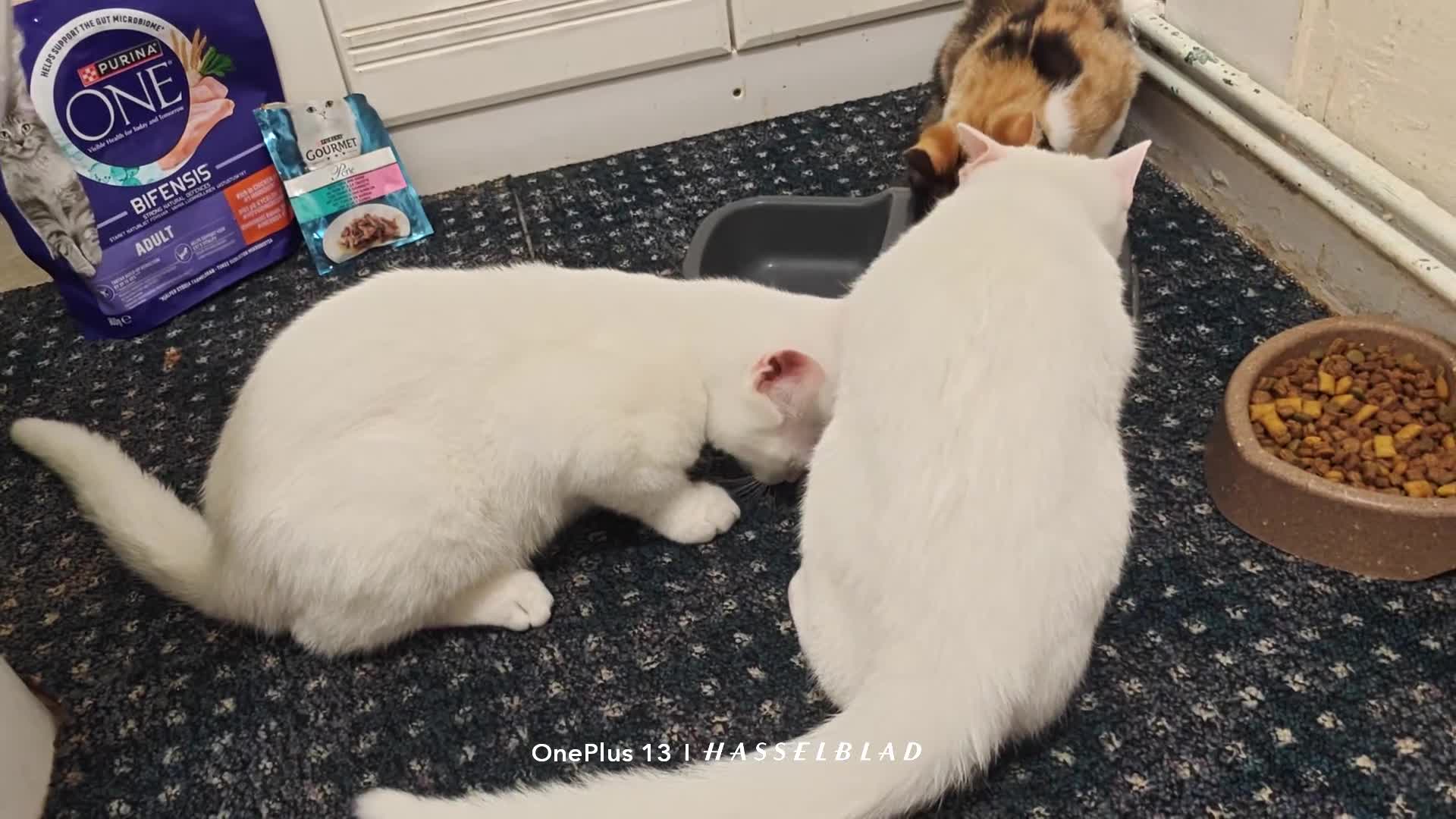 Mixed Breed cats for sale: Ready for new family  - Video 2
