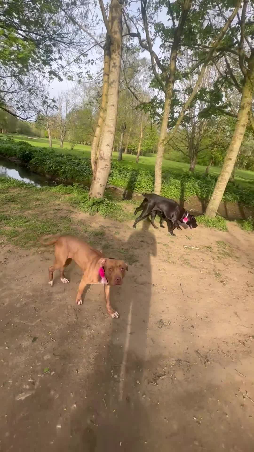 American Bull Staffy dogs for sale: Loving female for adoption  - Video 3