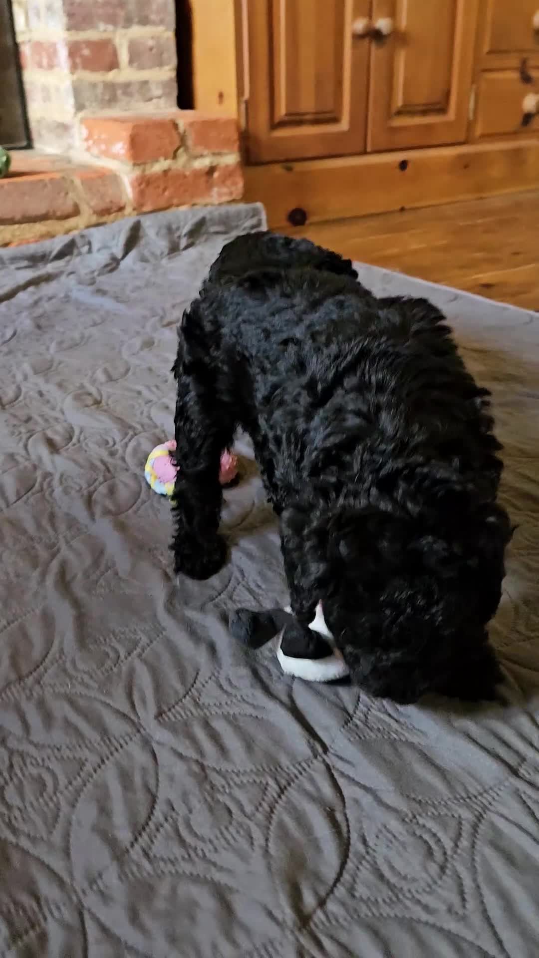 Bedlington Terrier dogs for sale: Bedlington Terrier x Minature Poodle - Video 1