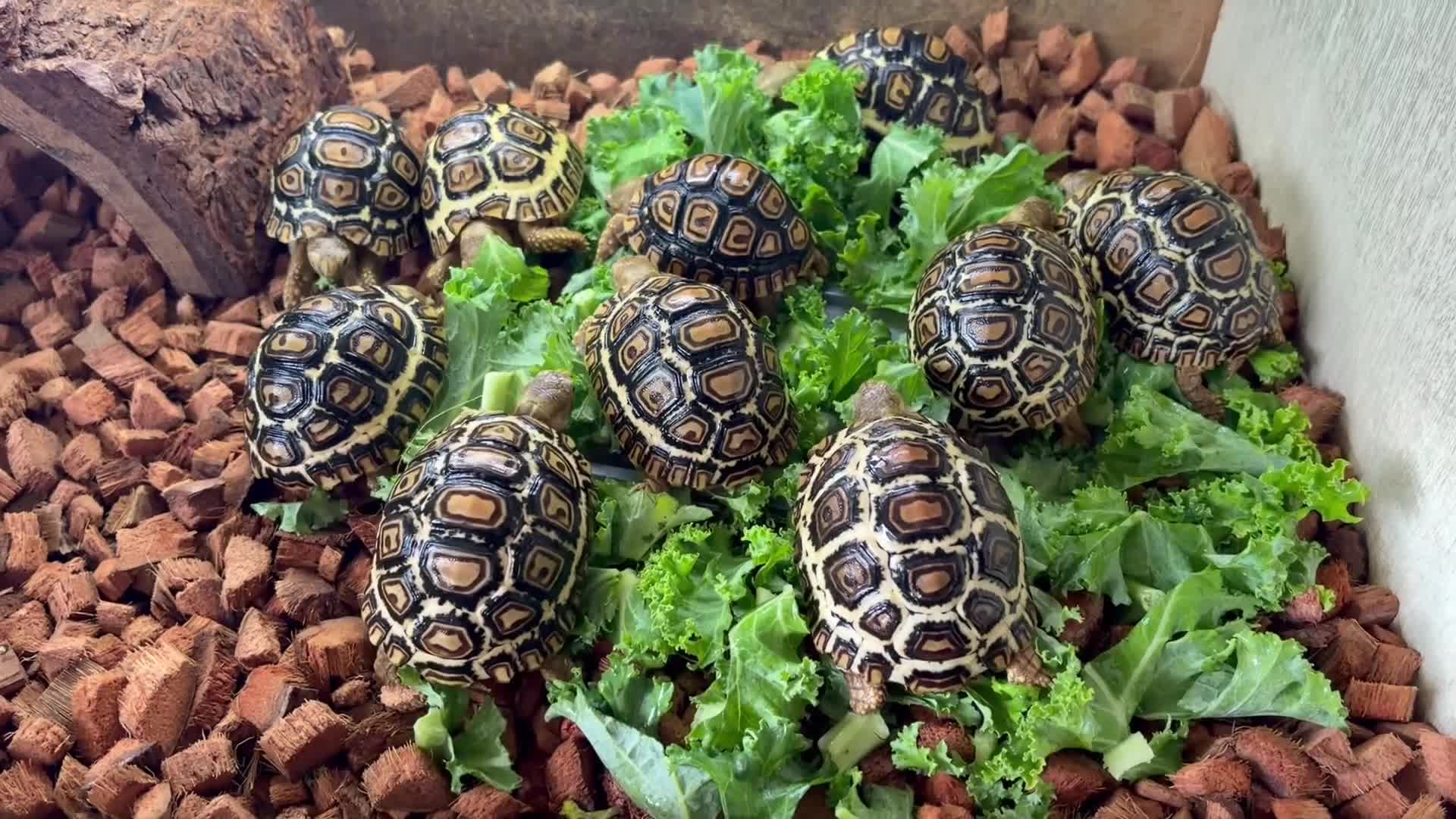 Tortoise reptiles for sale: Leopard Tortoise - Gorgeous Hatchlings  - Video 1