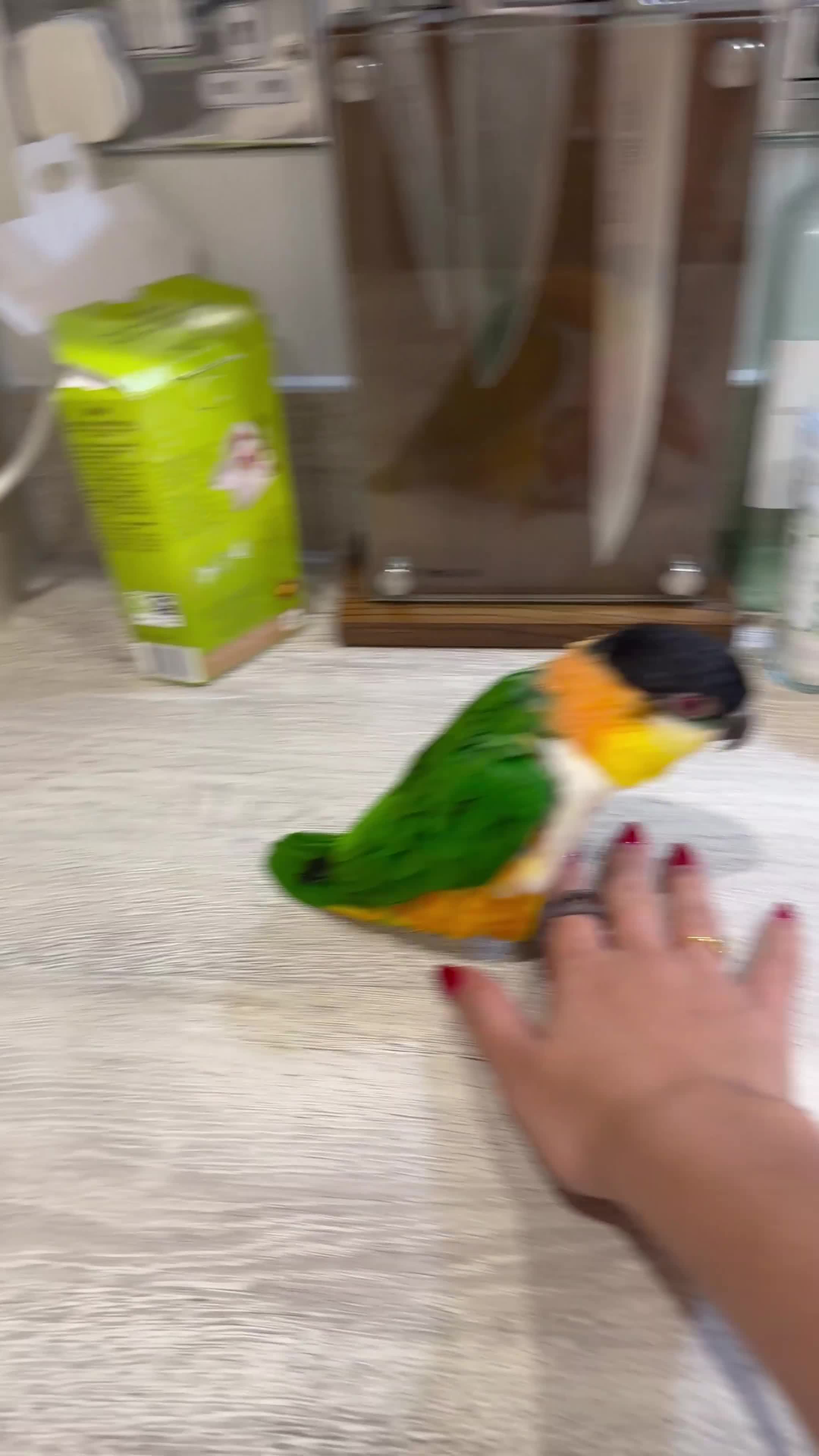 Parrots birds for sale: Rehoming our Black-Headed Caique in Chelmsford - Video 2