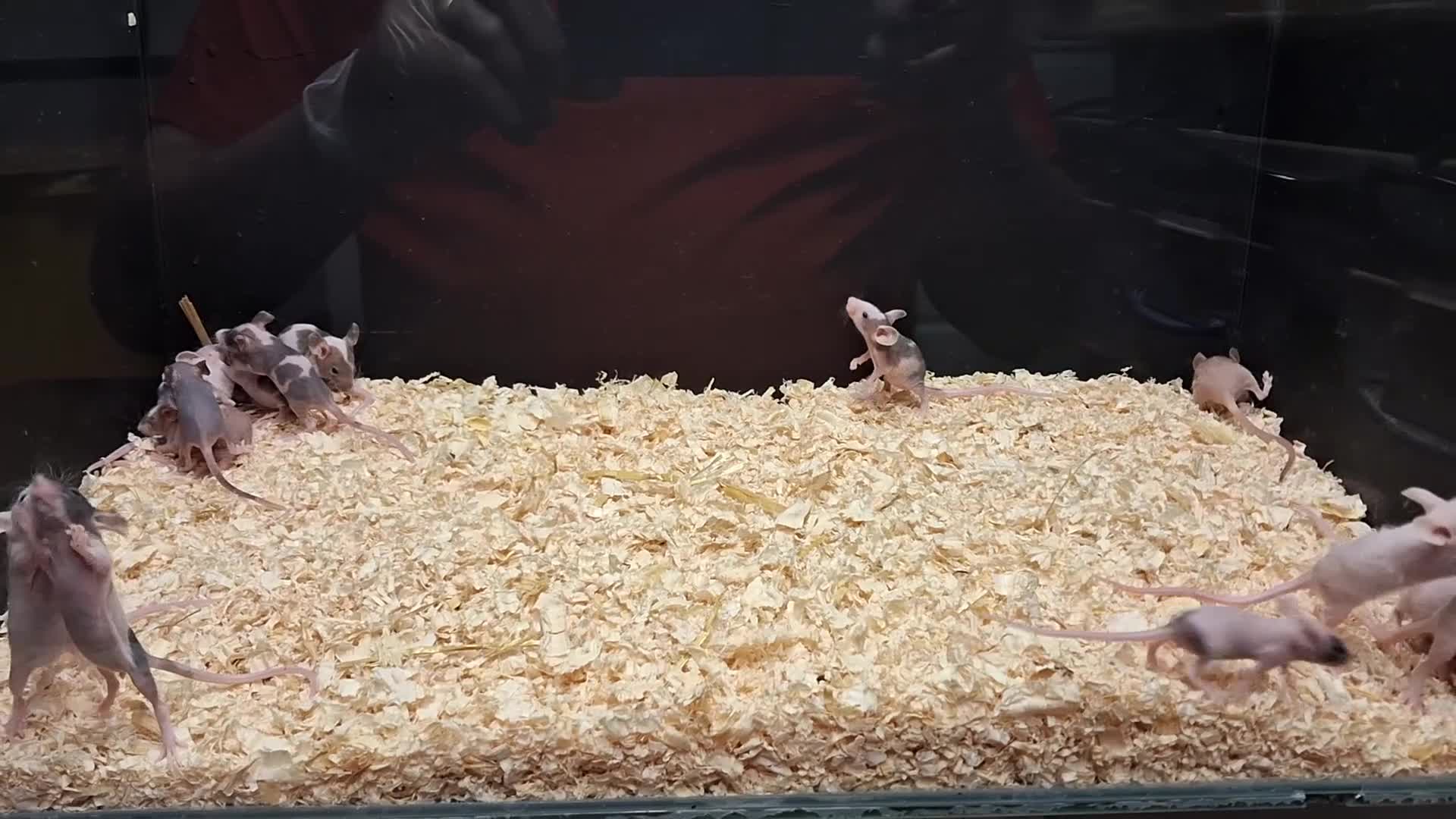 Mouse rodents for sale: Young Mice, Fancy, Tri Colours , Naked - Video 1