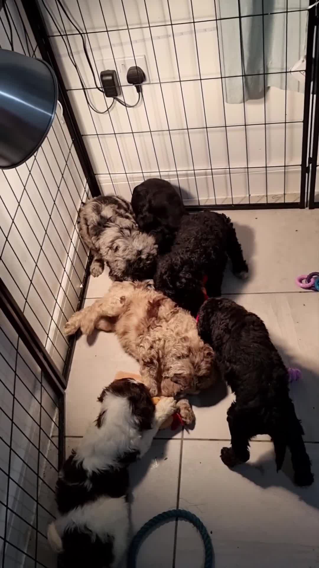 Mixed Breed dogs for sale: Goldendoodle x Irishdoodle puppies - Video 1