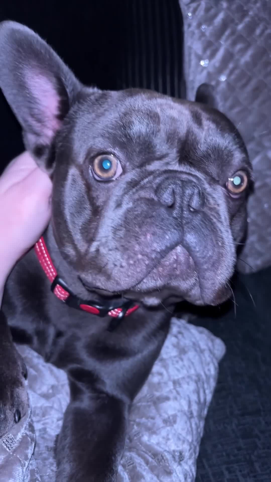 French Bulldog dogs for sale: Gucci 1YO French Bulldog - Video 2