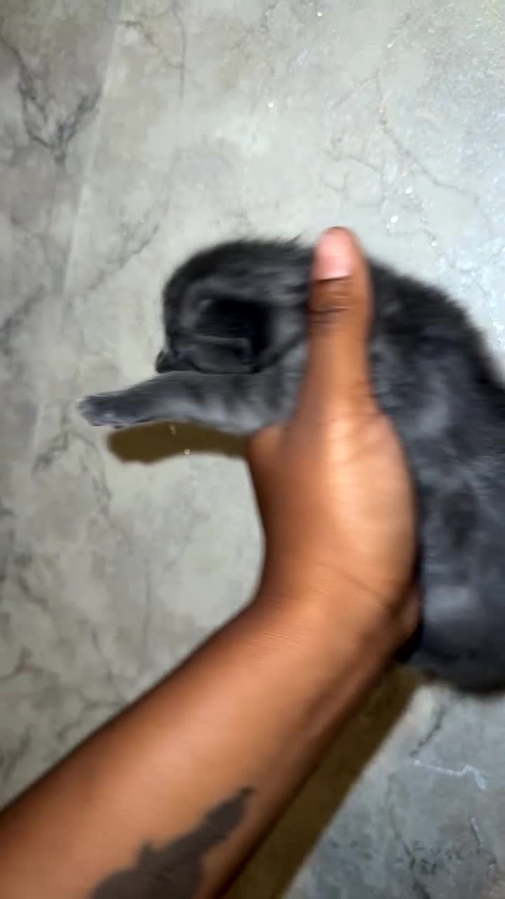 Mixed Breed cats for sale: * Beautiful Grey & Blue Tortie Kittens  - Video 3