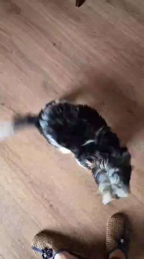 Yorkshire Terrier dogs for sale: Boy Yorkie Terrier Breavier - Video 1