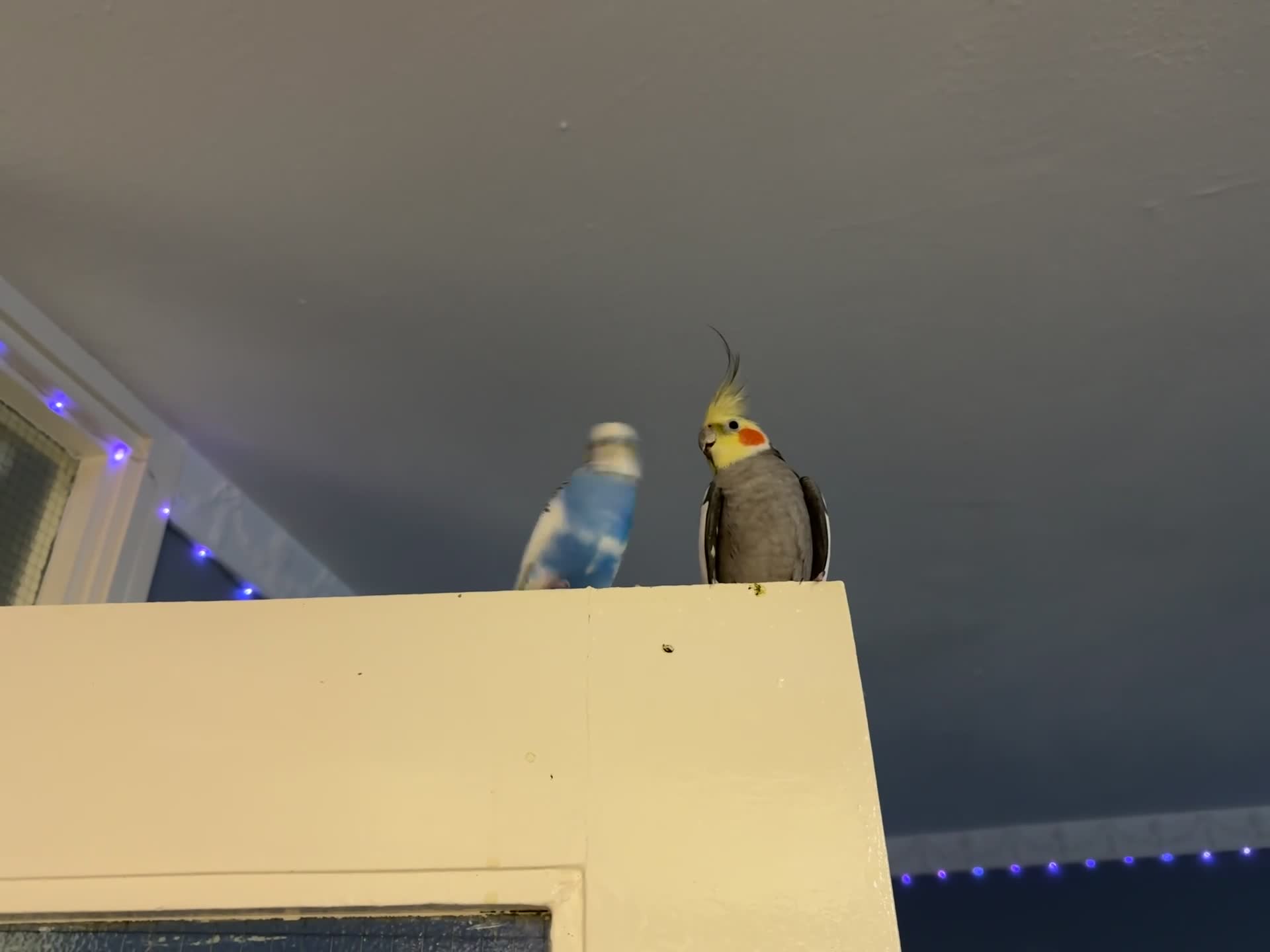 Budgerigars birds for sale: Tamed, young budgie pair for sale - Video 3