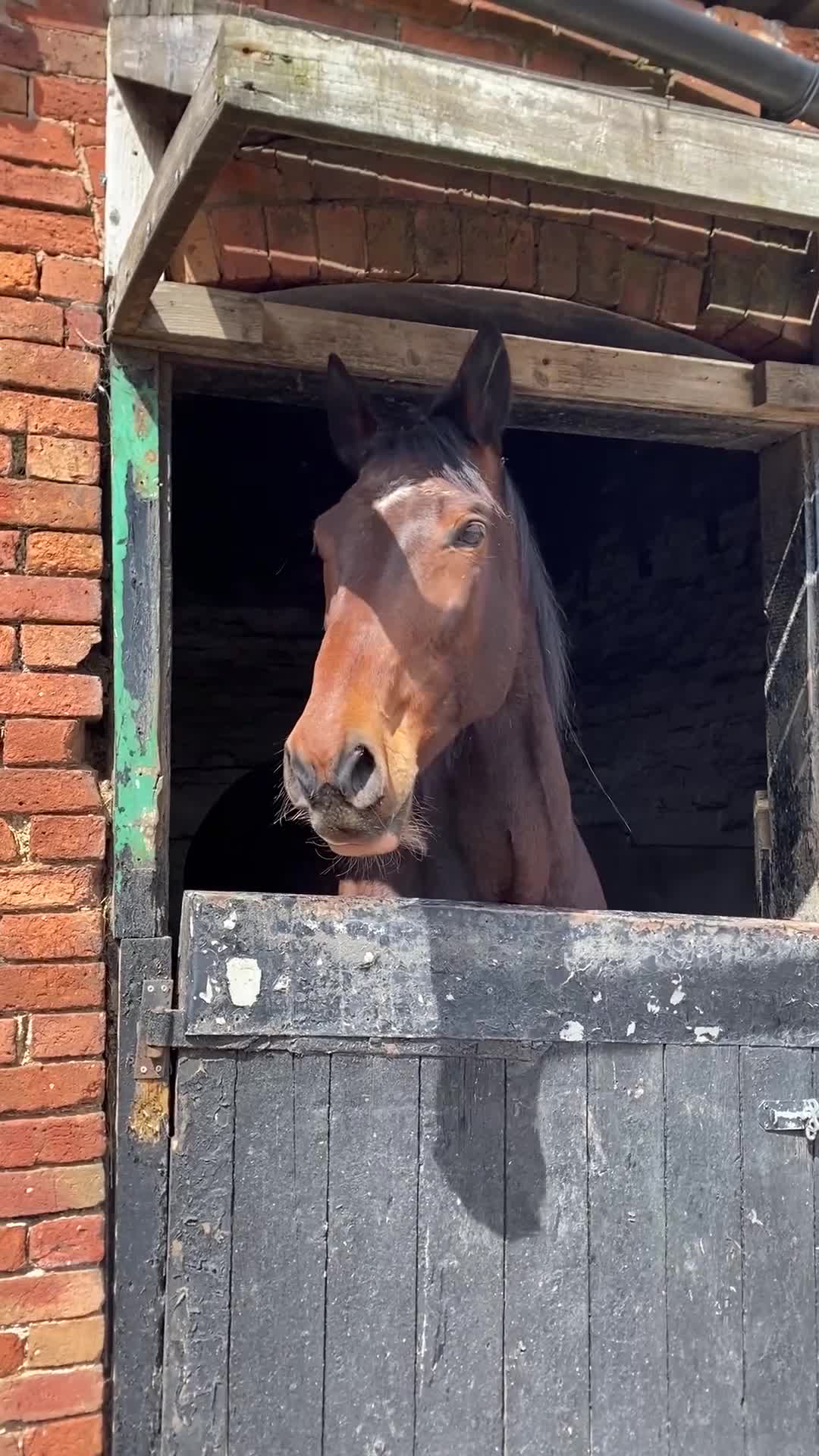 American Standardbred horses for sale: Brywin – 16.2hh 11yo American Standardbred gelding - Video 4