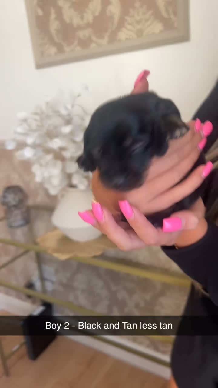 Miniature Dachshund dogs for sale: Miniature dachshund  in Sheffield - Video 1