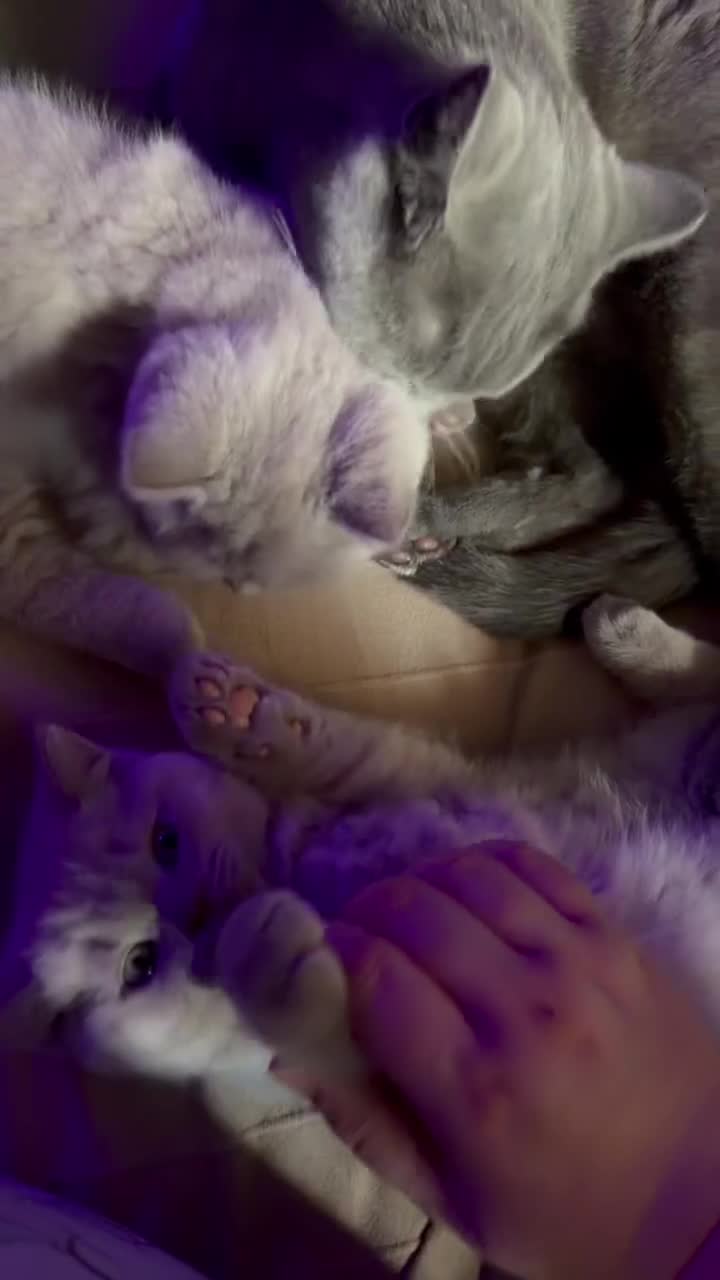 British Shorthair cats for sale: Two adorable boys British Shorthair - Video 2