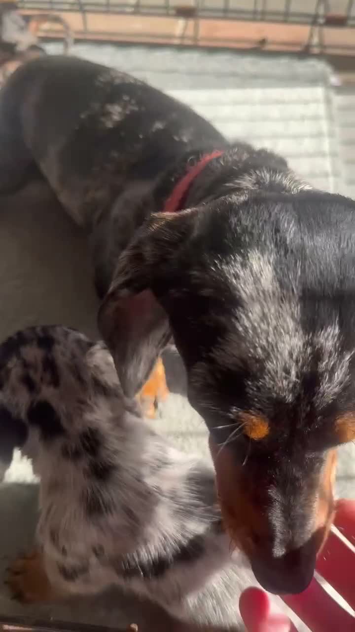 Dachshund dogs for sale: Sausage dog Puppys absolutely adorable in Dereham - Video 1