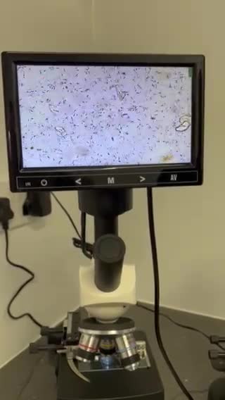 Chihuahua dogs for stud: Thailand imported chihuahua boy stud only in Doncaster - Video 1