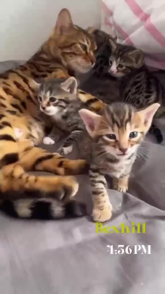 Bengal cats for sale: Beautiful Bengal Cross Kittens in Bexhill-on-Sea - Video 1