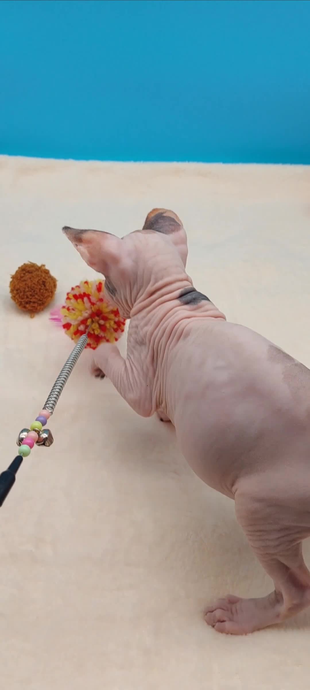 Sphynx cats for sale: 🌟 Premium Sphynx - Safe Delivery from Spain  - Video 1