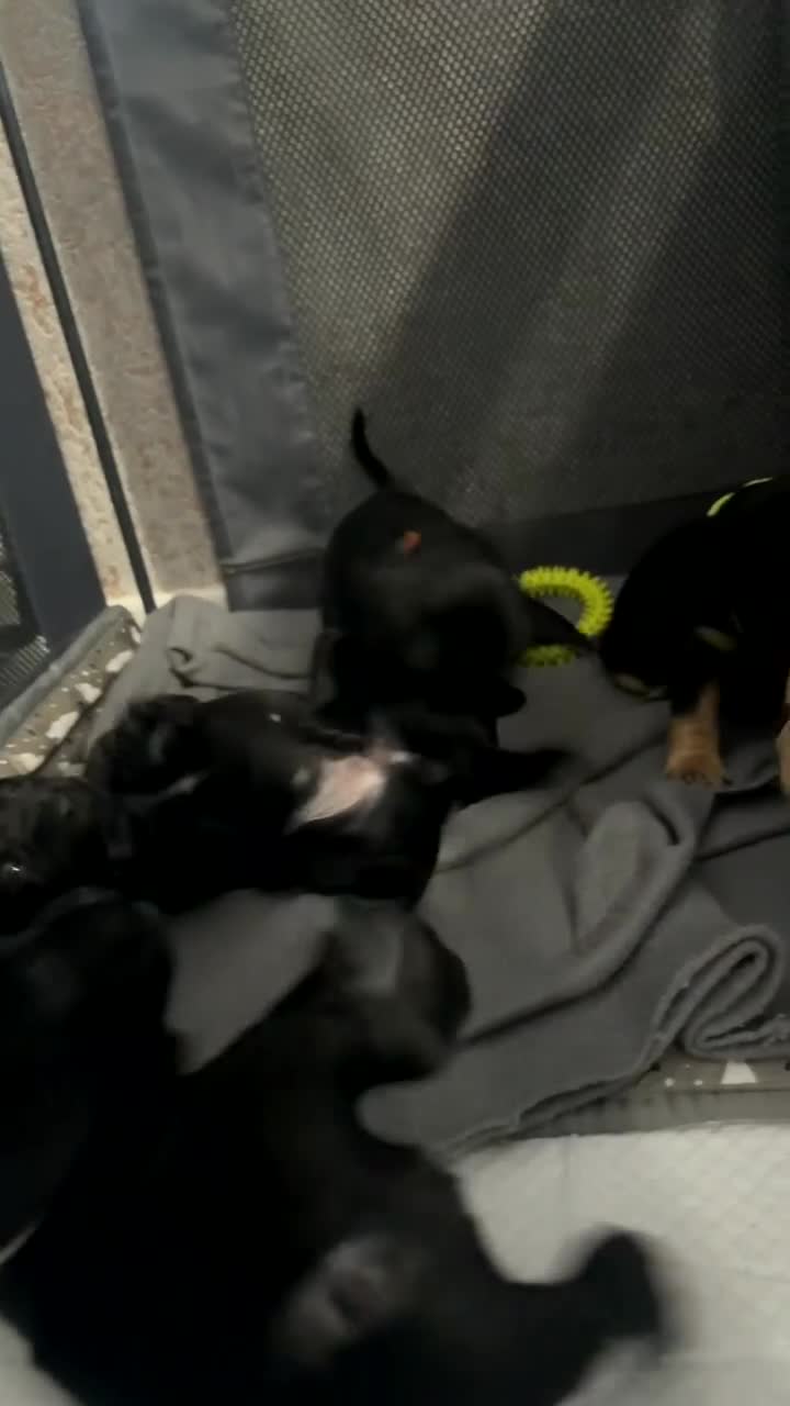 Mixed Breed dogs for sale: Frocker puppies - Video 1