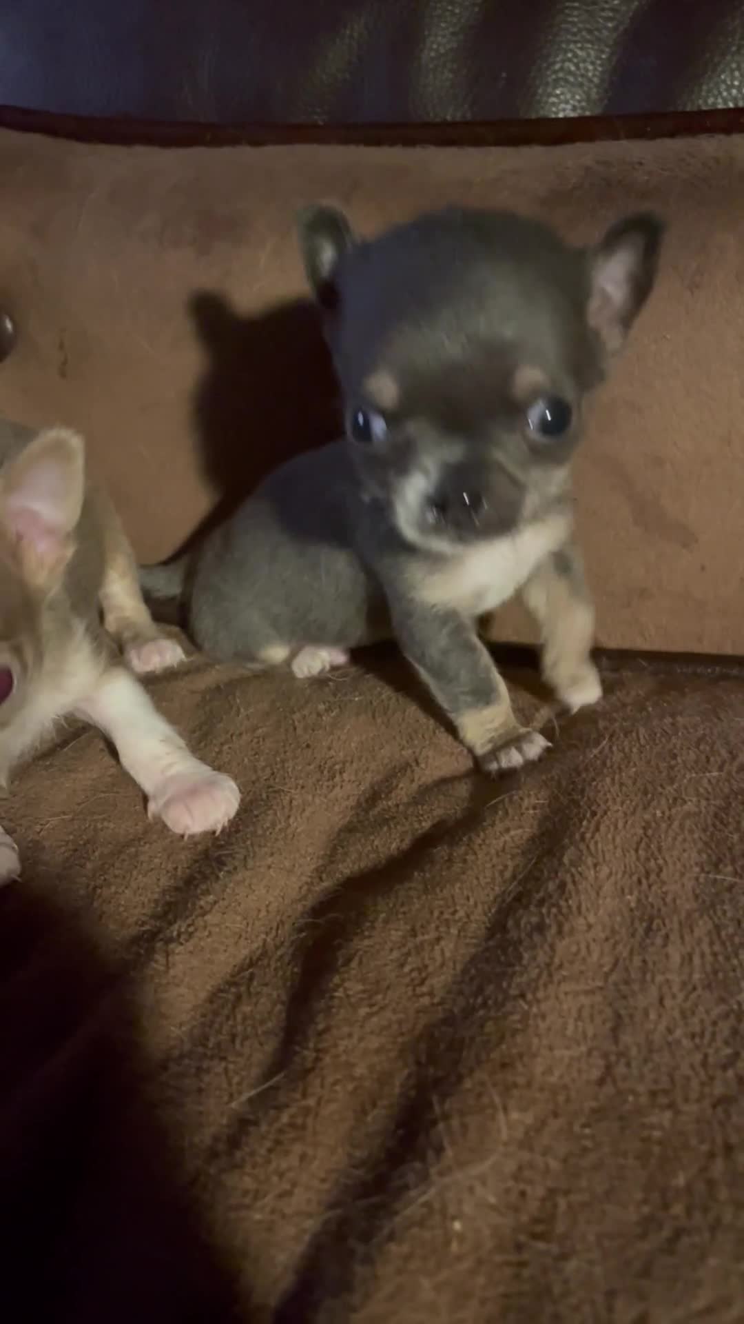 Chihuahua dogs for sale: Delighted to offer 2 micro mini chihuahuas boys  - Video 1