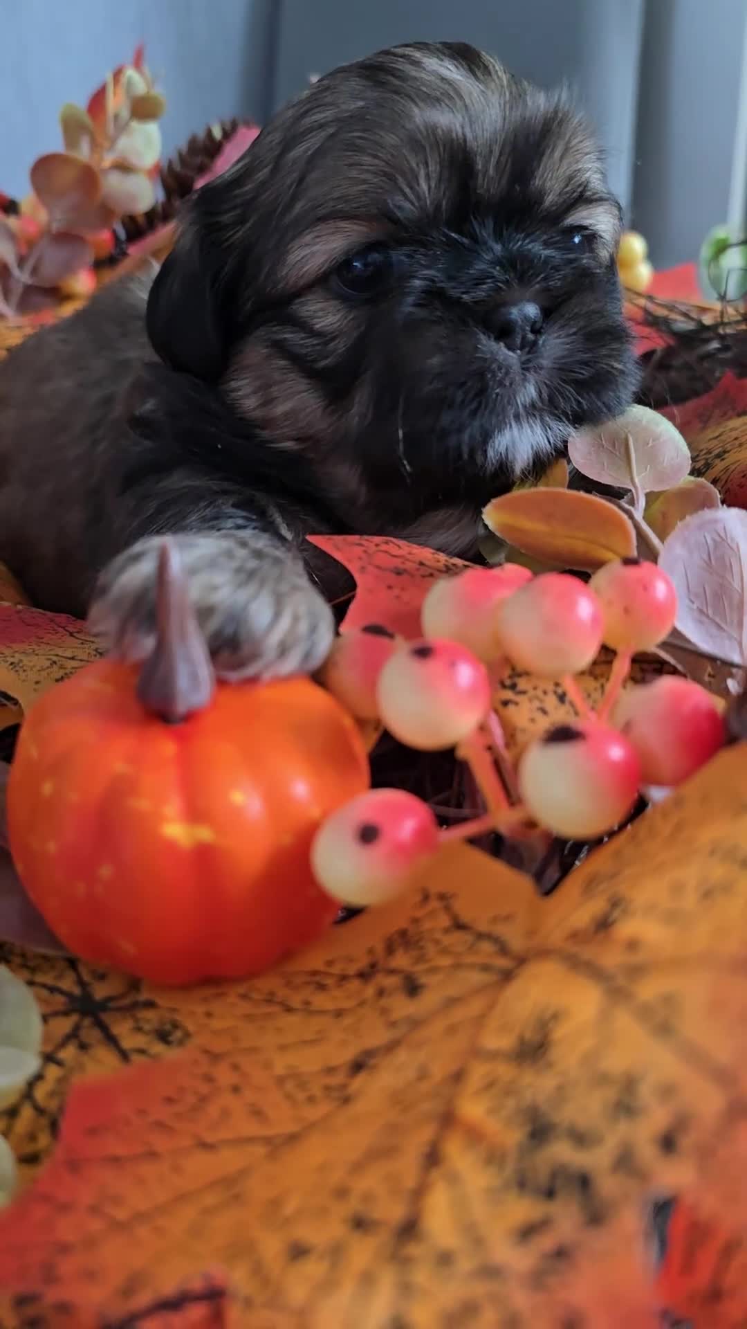 Shih Tzu dogs for sale: Shih tzu puppies - Video 1