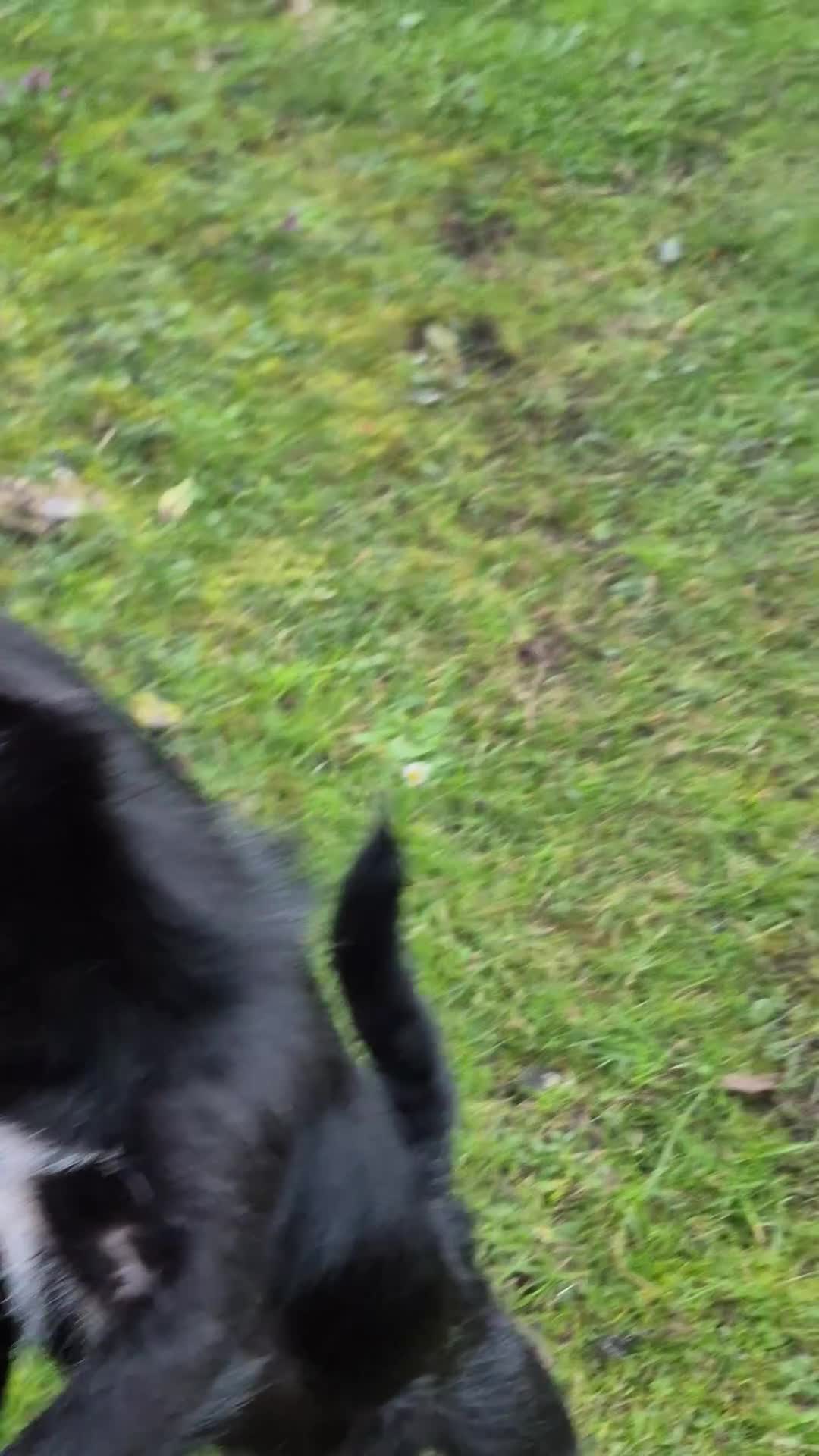 Chipoo dogs for sale: Rehoming - Video 1