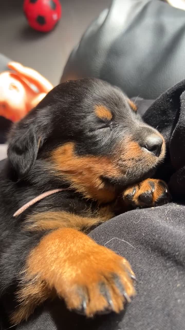Rottweiler dogs for sale: Female Rottweiler  in Saltburn-by-the-Sea - Video 1