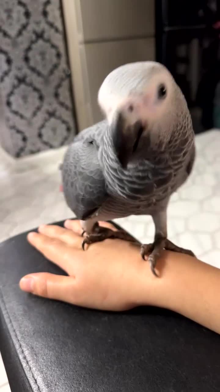 Parrots birds for sale: African grey parrot - Video 2