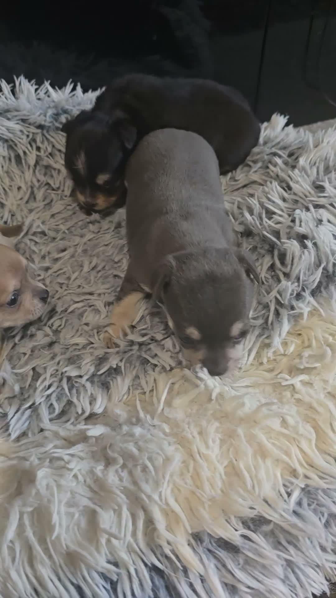 Chihuahua dogs for sale: Beautiful Applehead Chihuuas - Video 1