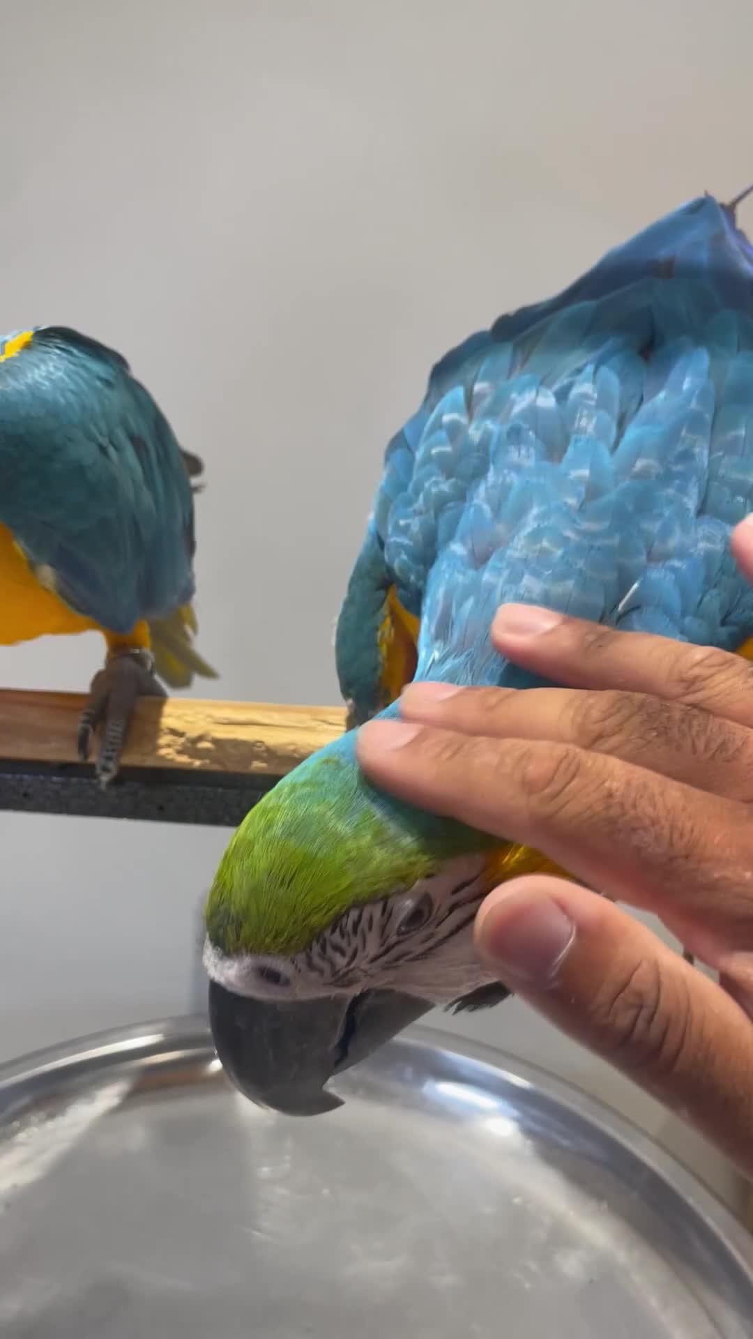 Macaws birds for sale: Ready Baby HandReared Super Tame Blue & Gold Macaw - Video 1