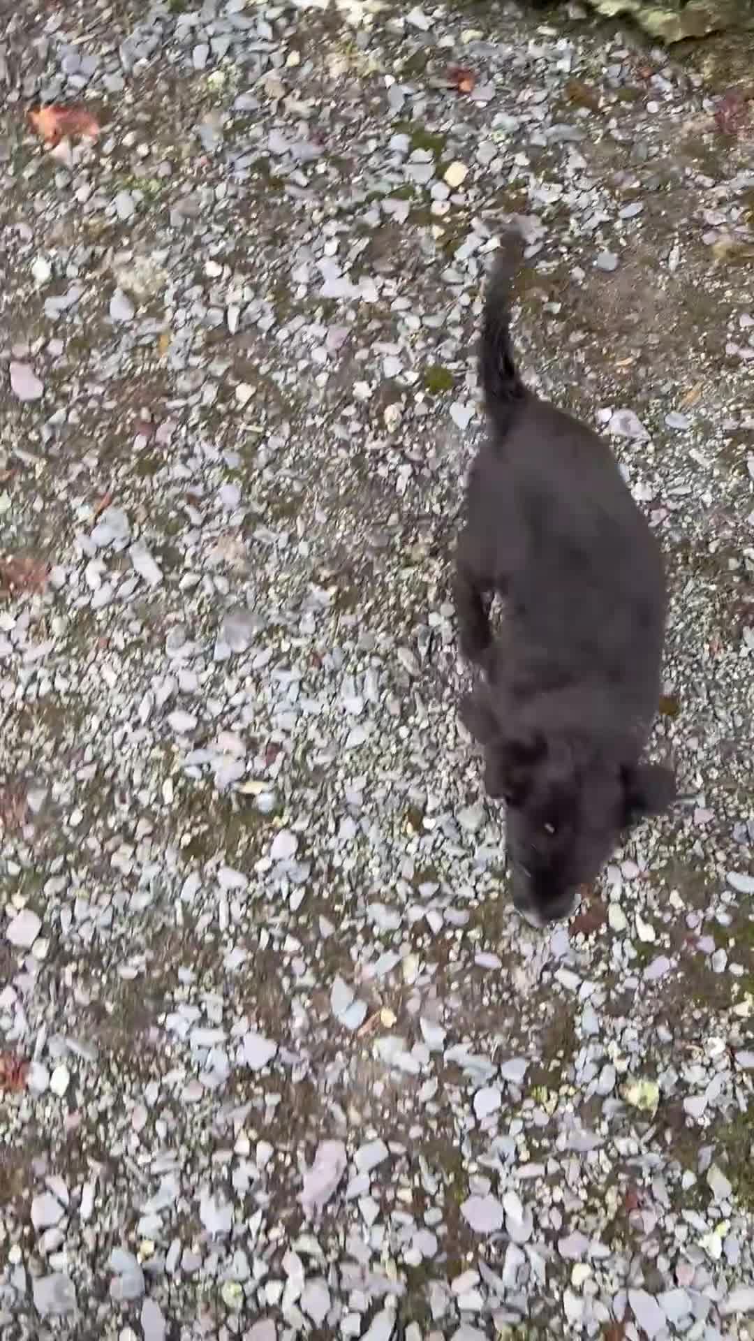 Border Collie dogs for sale: 🐶3 Female Border Collie Pups 🐶  - Video 2