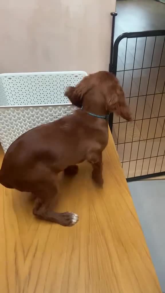 Cockalier dogs for sale: Cockalier Puppy in Twickenham - Video 1